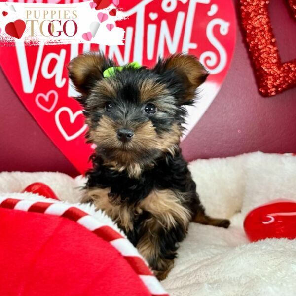 Yorkshire Puppies Miami Puppies for Sale Yorkie Puppies for Sale Miami