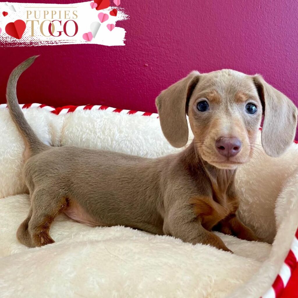 Dachshund puppies miami for Sale Puppy Near Puppy for Sale Dachshund puppy for sale miami