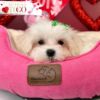 Morkie Puppies Miami for Sale Morkie Puppies for Sale Miami