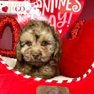 Cockapoo Puppie Miami M Choco/Tang #7110