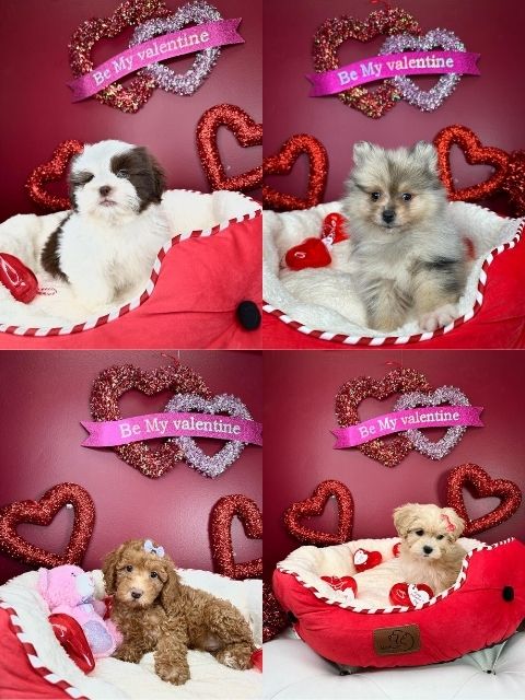 puppies for sale, miami, to go, puppy financing, sales near me, near me, finance puppies, on sale near me, puppies miami, dog for sale miami, financing puppies, in miami, no credit check puppy financing.