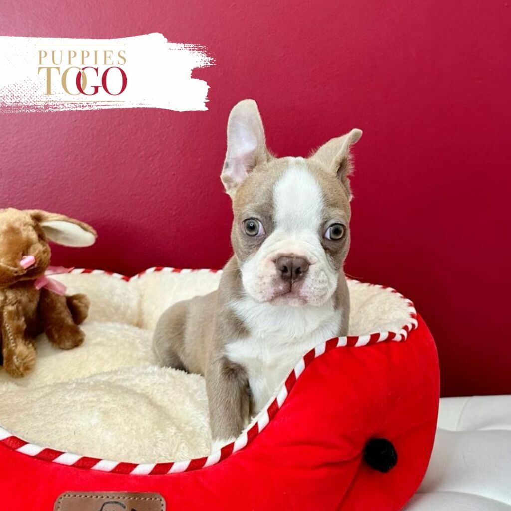 Boston Terrier Puppy Puppies To Go