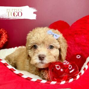 Puppies To Go Miami Shihpoo Puppies: Your New Furry Adventure Finding Puppies for Sale Near Me
