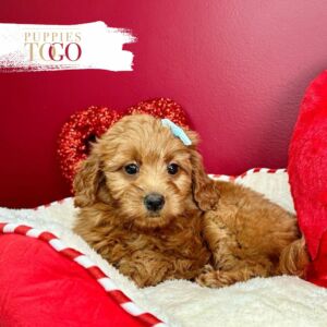 Mini Goldendoodle Puppies Miami: Your New Furry Adventure