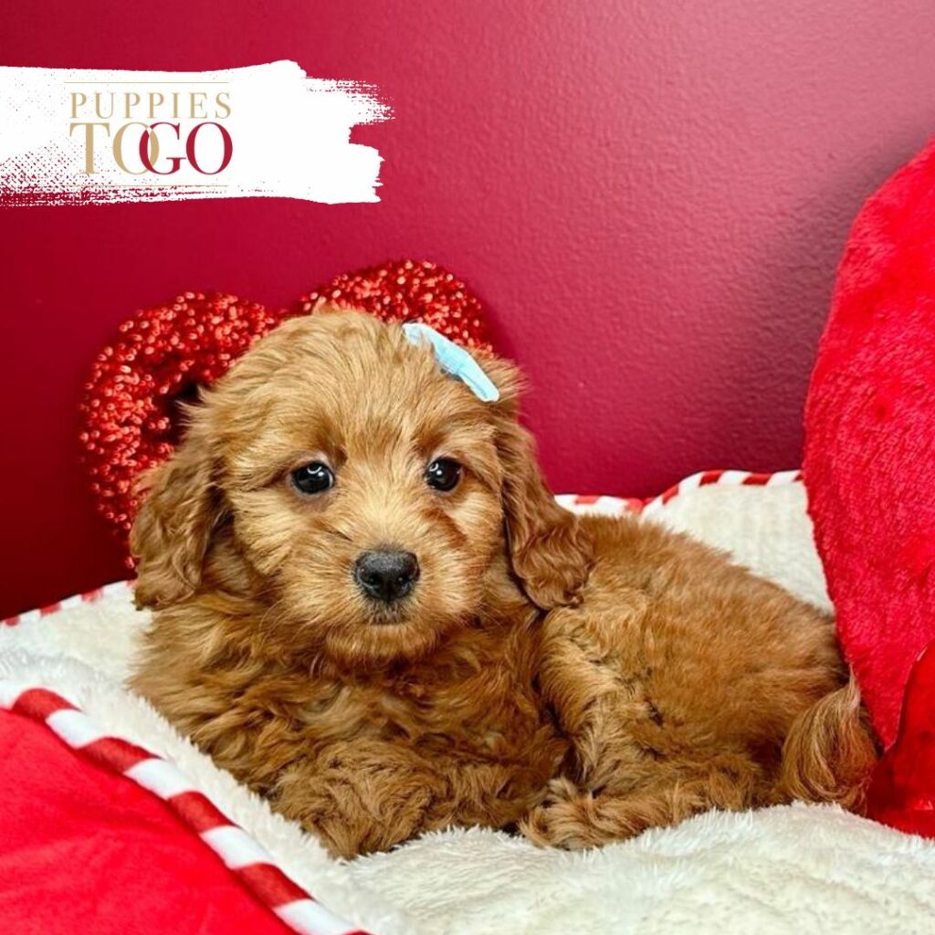 Mini Goldendoodle Puppies F Red 9202 / 9262 Puppies To Go