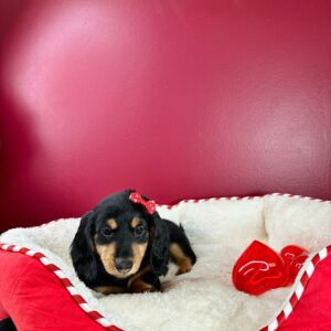 Are you on the hunt for Dachsund Puppies Miami Sale? Look no further than Puppies To Go INC