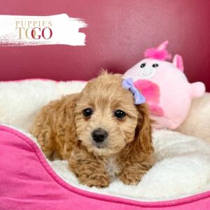 Cavapoo Puppies for Sale F Apricot #1288