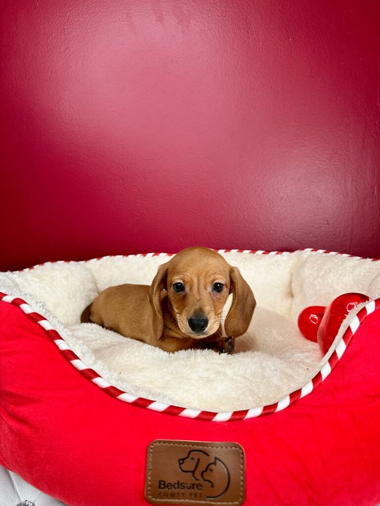 Dachsund Puppies for sale Miami for Sale Dachshund puppy for sale miami