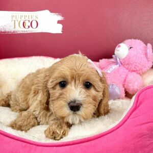 Cavapoo Puppies for Sale F APRICOT #4826