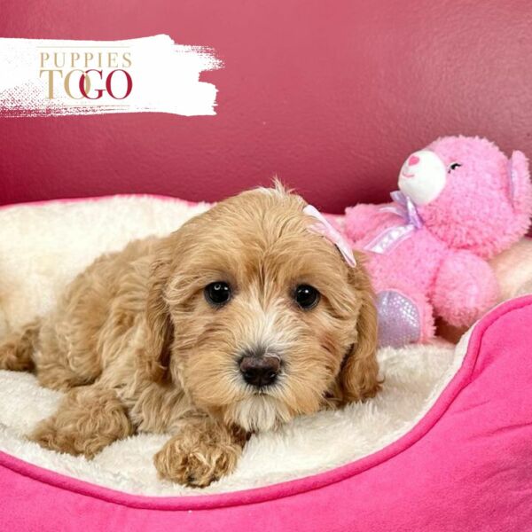 Cavapoo Puppies for Sale F APRICOT #4826