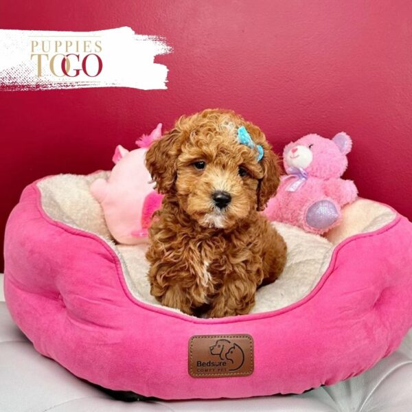 Discover Mini Goldendoodle RED F #7259