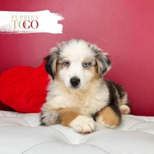 Discover adorable Mini Aussie puppies at Puppies To Go INC. Find your furry friend today and bring joy to your home. 🐶🌟