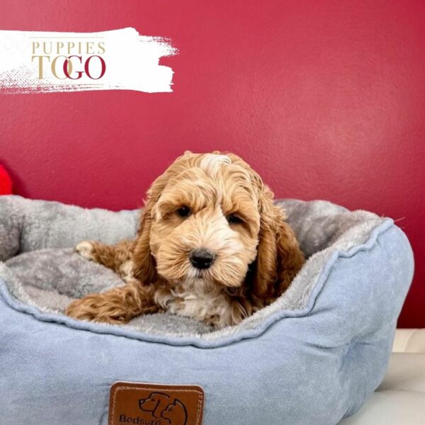 Puppies To Go INC presents adorable Cockapoo puppies for sale! Find your perfect furry friend today. Visit our shop now!