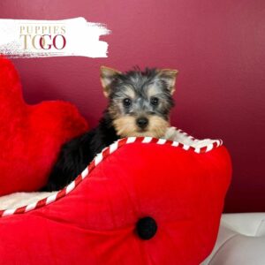 Find adorable Silky Terrier puppies for sale at Puppies To Go INC. Browse our selection and bring home your new furry friend today!