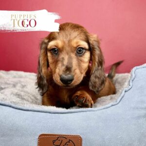 Explore adorable Dachshund puppies at Puppies To Go INC. Find your perfect companion today. Visit our shop now! 🛍️