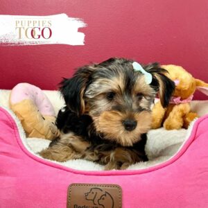 Discover adorable Yorkshire puppies for sale at Puppies To Go INC. Find your perfect furry companion today! Visit our shop now.