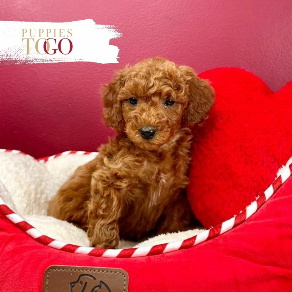 Find adorable Poodle puppies for sale at Puppies To Go INC. Explore our range of lovable Poodles and bring home your new furry friend today!