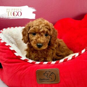 Find adorable Poodle puppies for sale at Puppies To Go INC. Explore our range of lovable Poodles and bring home your new furry friend today!