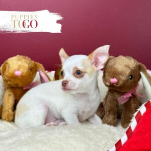 Discover adorable Chihuahua puppies at Puppies To Go INC. Find your perfect furry companion today! Visit our shop now.