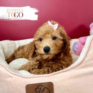 Discover adorable Poodle puppies at Puppies To Go INC. Find your perfect furry companion today! 🐩🏠