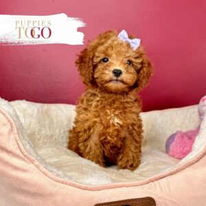 Discover adorable Toy Poodle puppies at Puppies To Go INC. Visit our shop or contact us on WhatsApp for more info. 🐾📱