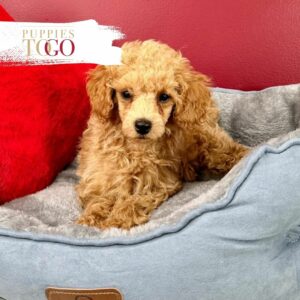 Discover adorable Poodle puppies at Puppies To Go INC. Find your perfect furry companion today. Visit our shop now!