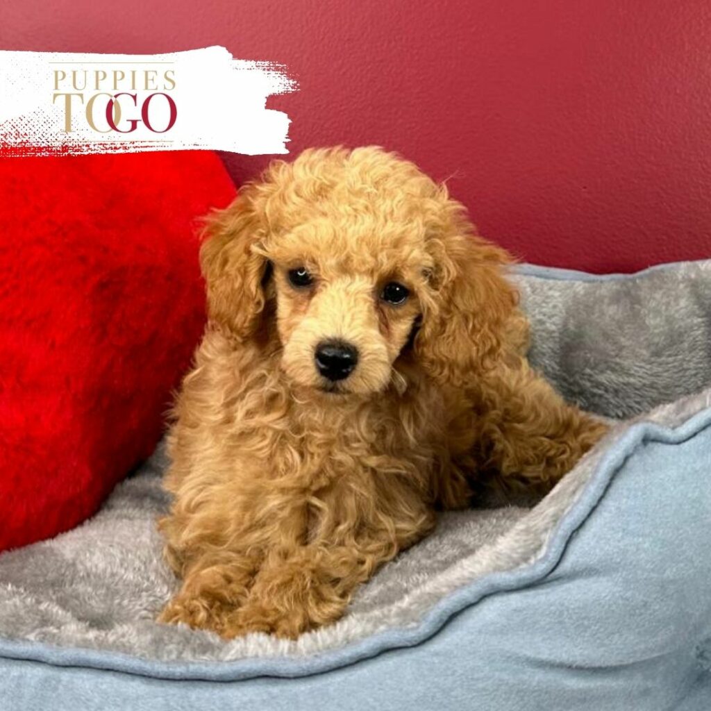 Discover adorable Poodle puppies at Puppies To Go INC. Find your perfect furry companion today. Visit our shop now!