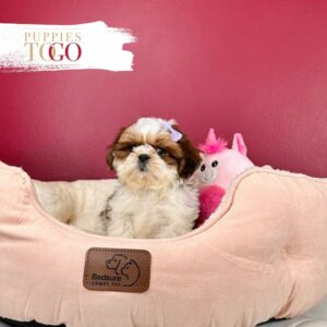 Find adorable Shihtzu puppies for sale at Puppies To Go INC. Explore our selection of Shihtzu pups and bring home your new furry friend today!