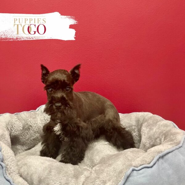 Mini Schnauzer puppies Miami for sale Black #3531