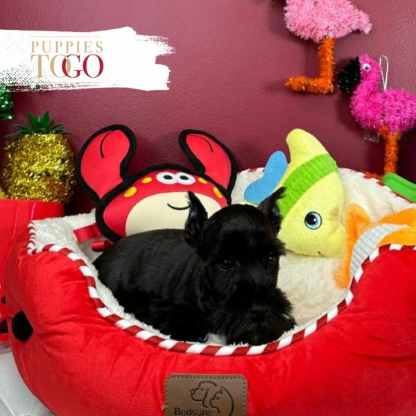 Mini Schnauzer puppies Miami for sale Black #3531 - Image 2