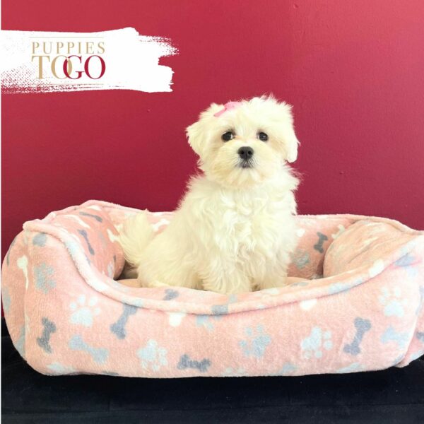 Maltese WHITE F #1218