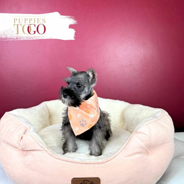 Mini Schnauzer puppies Miami M Salt/Pepper #0110 - Image 2