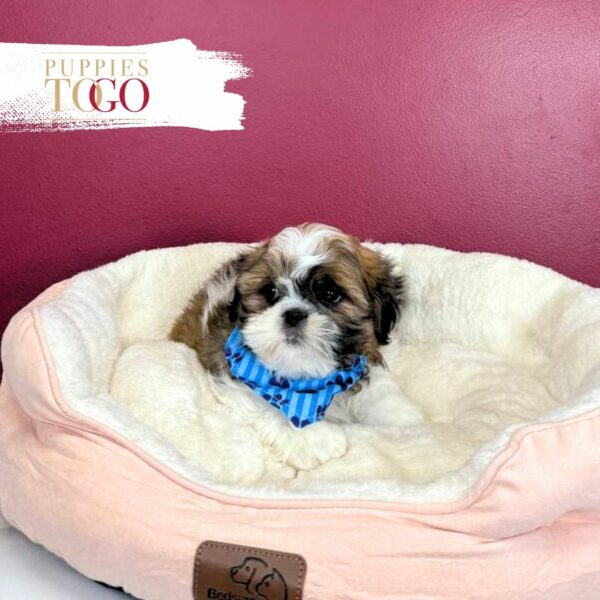 Shih Tzu Puppies for Sale M Brindle/White #5775 - Image 2