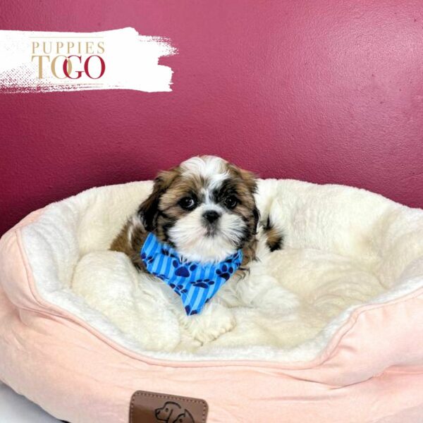 Shih Tzu Puppies for Sale M Brindle/White #5775