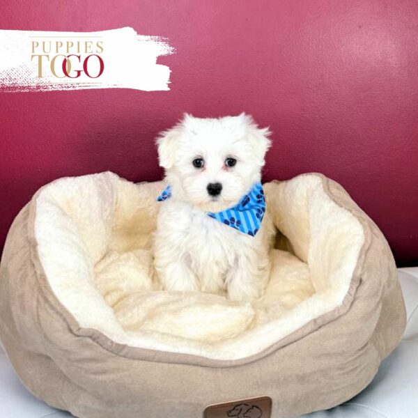 Maltese Puppies for sale M WHITE #4458