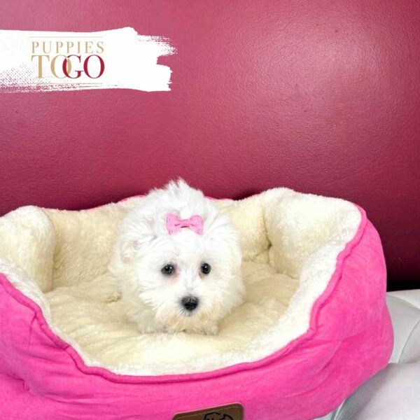 Maltese Puppies for sale
