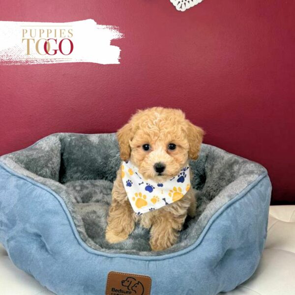 Bichopoo Puppies for Sale Miami