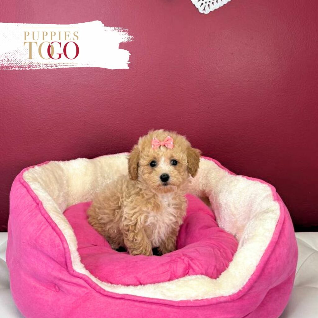 Bichopoo Puppies for Sale Miami