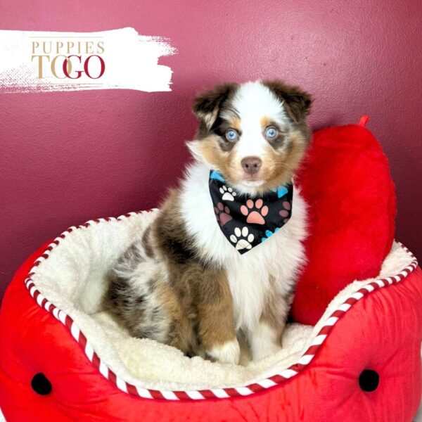 Mini Australian Shepherd Puppies Sale M Blue Merle #6432