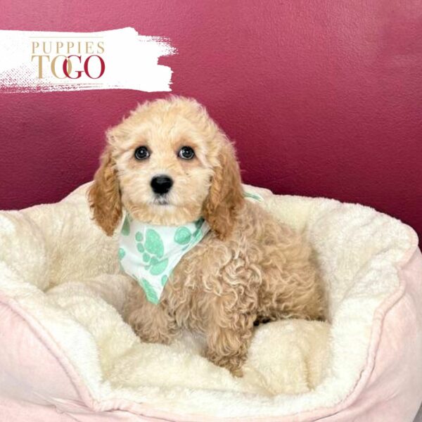 Cockapoo Puppies For Sale Miami