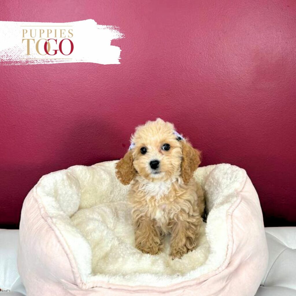 Cockapoo Puppies Miami Sale