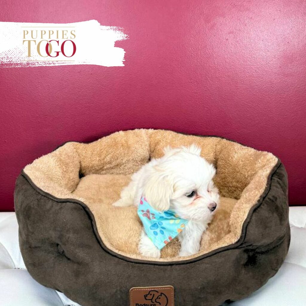 Maltipoo Puppies Sale in Miami