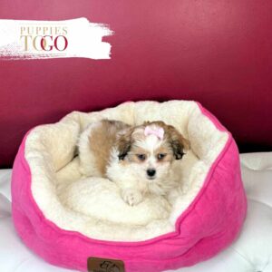 Malshih Meet Your Perfect puppies