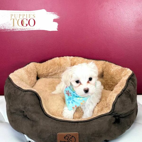 Maltipoo Puppies Sale in Miami