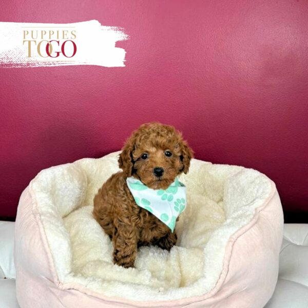 Poodle Sale Miami