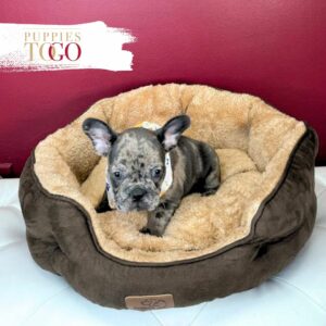 French Bulldog Puppies Sale Miami