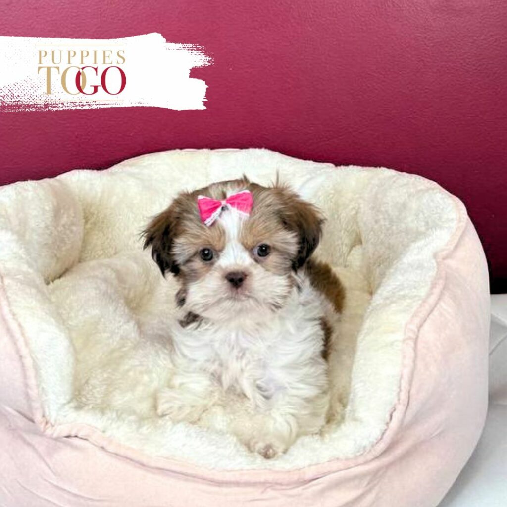 Shih Tzu for sale at Puppies