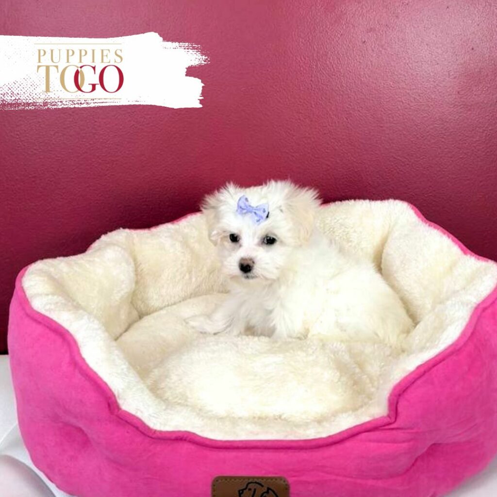 Maltipoo for Sale in Miami Puppies
