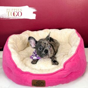 French Bulldog Puppies for sale Miami