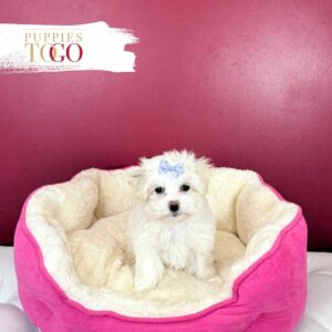 Maltipoo for Sale in Miami Puppies